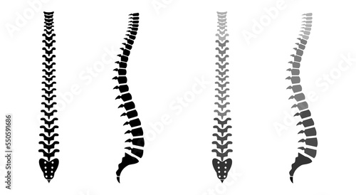 Human Spine Anatomy Vector Image. Backbone Icon set.
