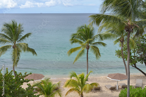 Beach  lawn chairs  shades  Coconut Trees  Cocos nucifera  and West Indian Almond Tree  Terminalia catappa 