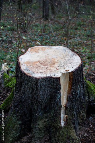 A stump with annual rings left from a sawn old spruce in the forest