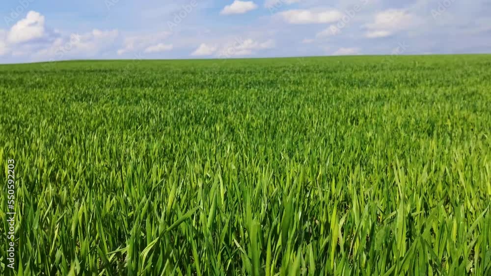 Young winter wheat in the field. Green sprouts of wheat on field shakes wind. Life concept, growing sprouts Green grass on field. Saplings of young shoots on field in spring. Grow food Young winter wheat in the field. Green sprouts of wheat on field shakes wind. Life concept, growing sprouts Green grass on field. Saplings of young shoots on field in spring. Grow food
