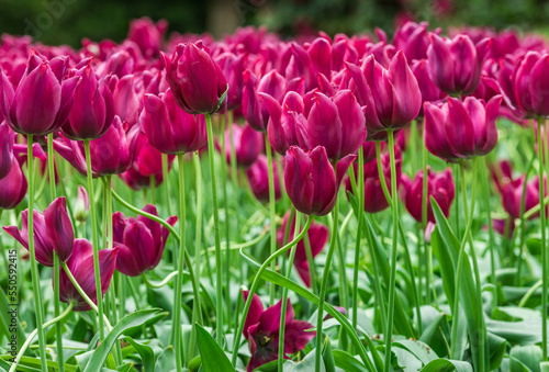 Colourful tulips