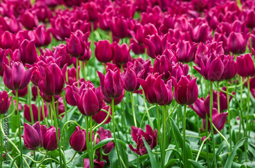 Colourful tulips