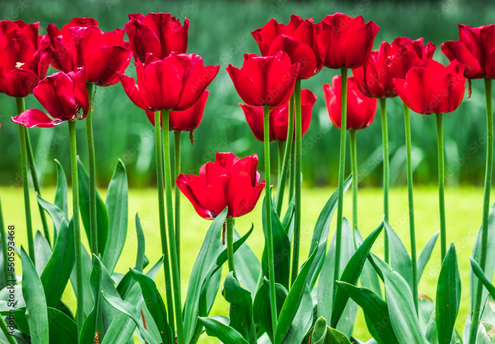 Obraz premium Colourful tulips
