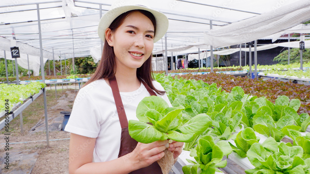Obraz premium Fresh cos lettuce in the hands of a gardener.