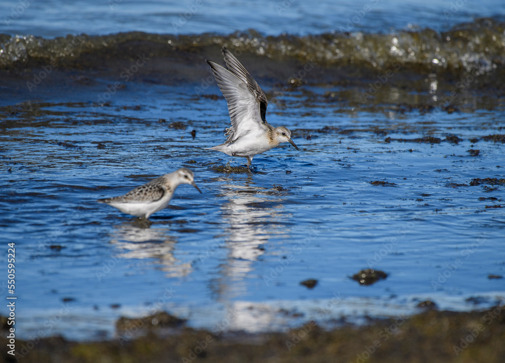 Fototapeta premium Sanderlings feeding in the water