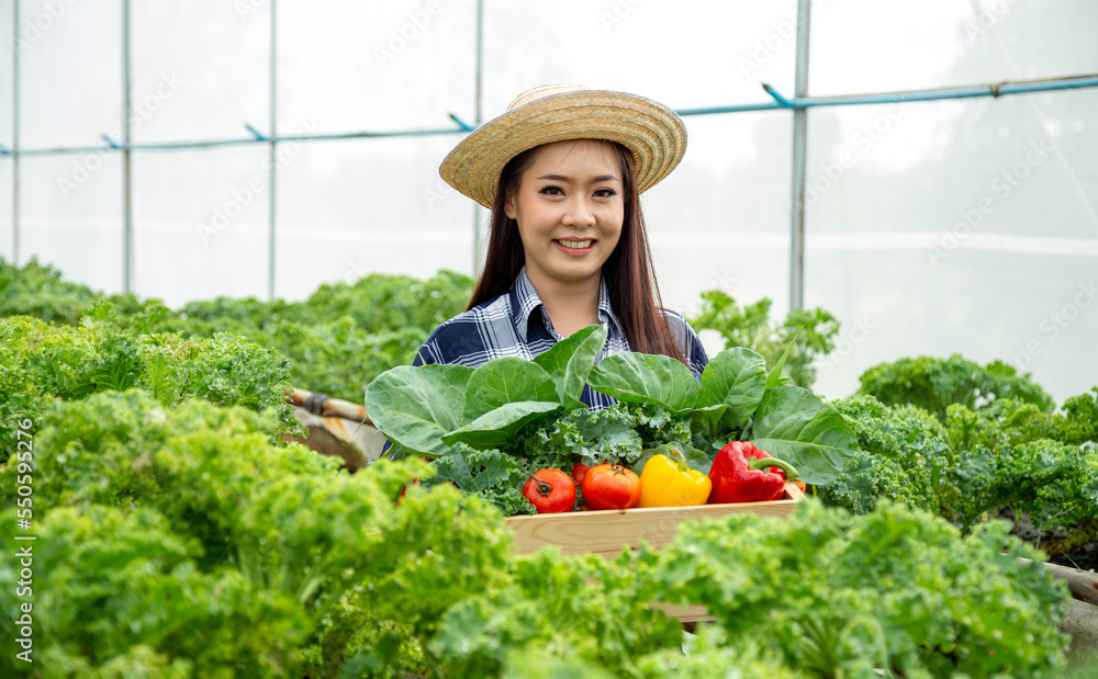 Young farmer Asian woman holding basket of vegetables in hydroponic farm with smiling. Green plant in greenhouse agriculture farm. Organic vegetable
