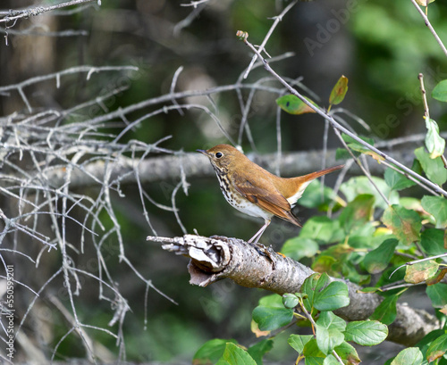 Strutting Hermit Thrush