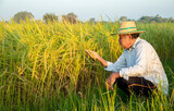 A senior farmer sits and touches the young rice in the field. hand holding paddy warm sunlight in the morning