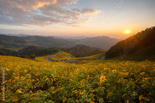 The beautiful of Mexican sunflower field in full bloom at the Bua Tong Field, Mae Hong Son province, northern of Thailand.