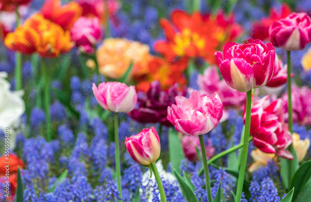 Colourful tulips