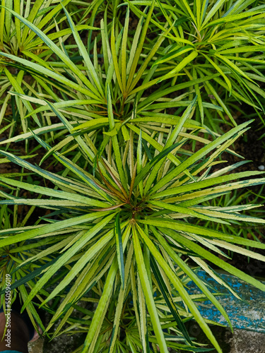 Osmoxylon lineare plant growing in the garden photo