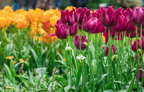 Colourful tulips