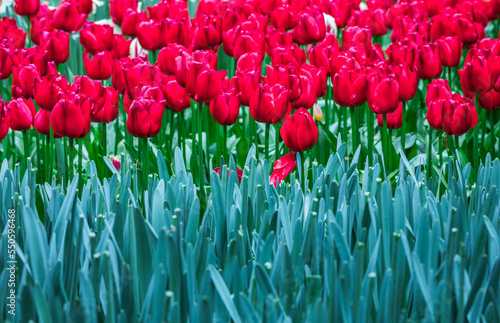 Colourful tulips #550596468