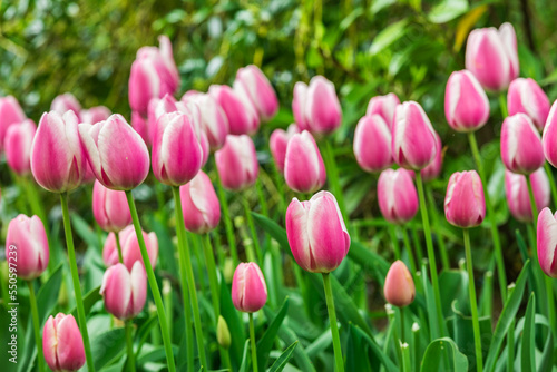 Colourful tulips
