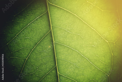 Soft light on green leaf.