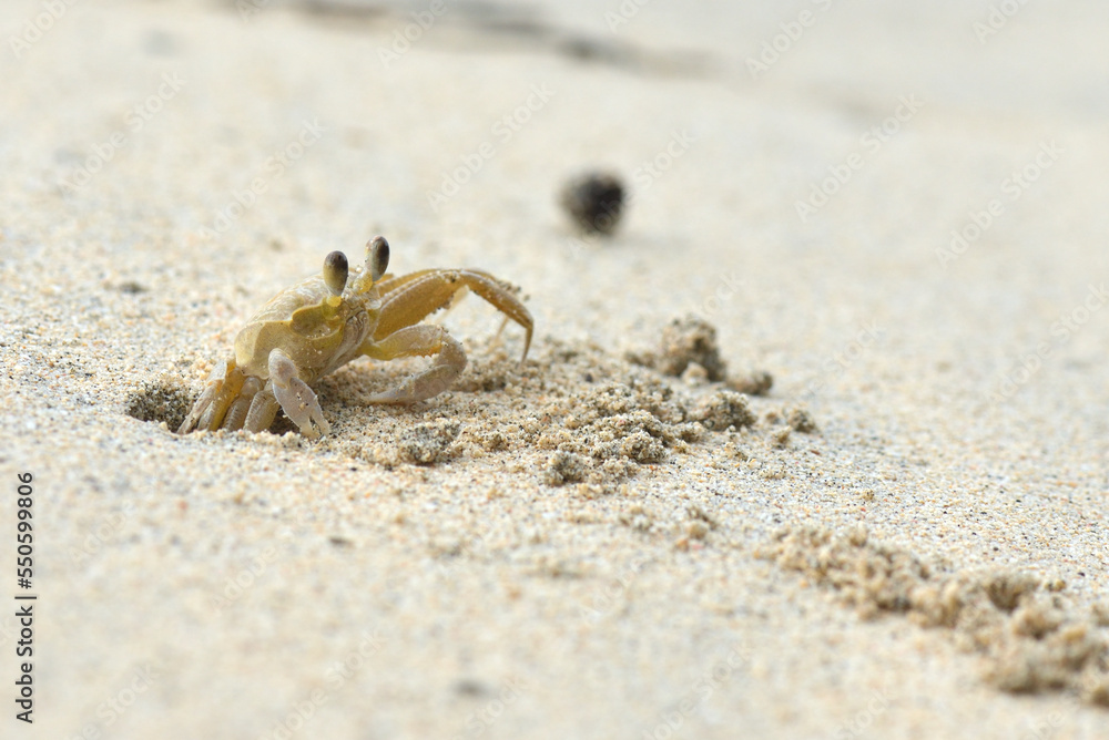 Close up of Atlantic Ghost Crab (Ocypode quadrata) emerging from its hole