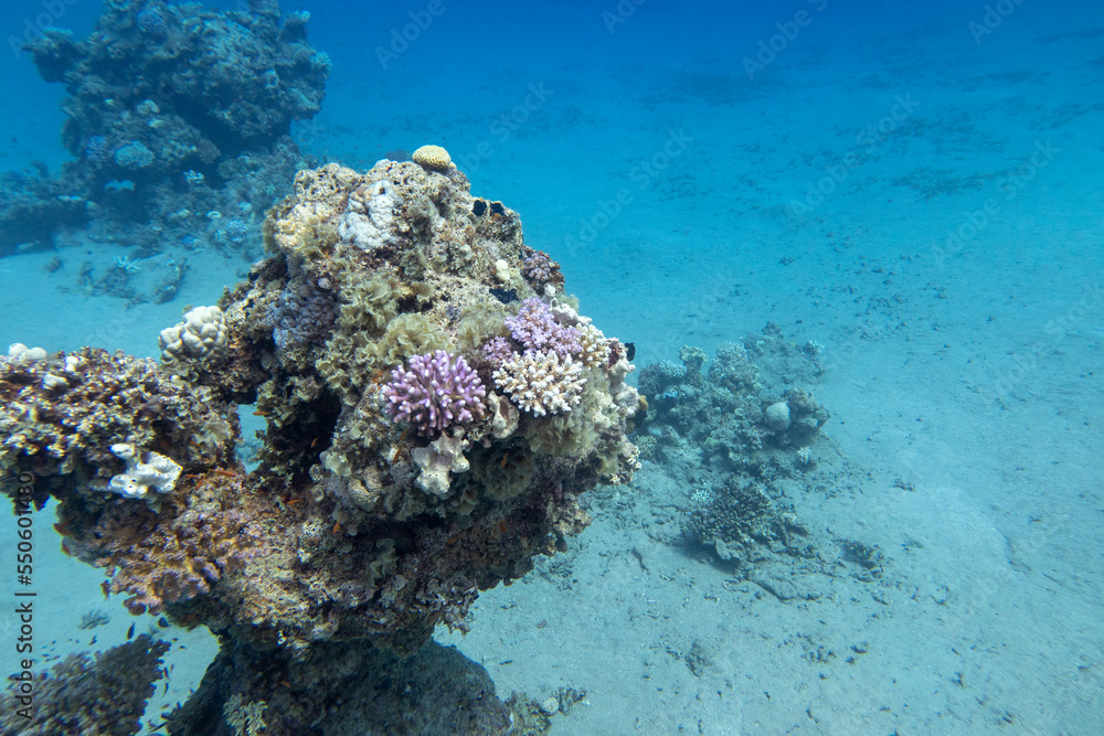 Colorful, picturesque coral reef at sandy bottom of tropical sea, hard corals, underwater landscape
