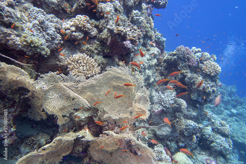 Fototapeta Naklejka Na Ścianę i Meble -  Colorful, picturesque coral reef at the bottom of tropical sea, yellow gorgonian and fishes anthias, underwater landscape