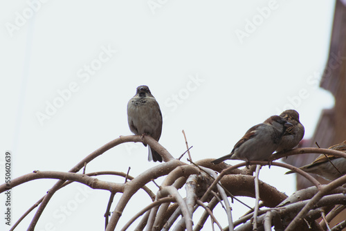 Birds on branches