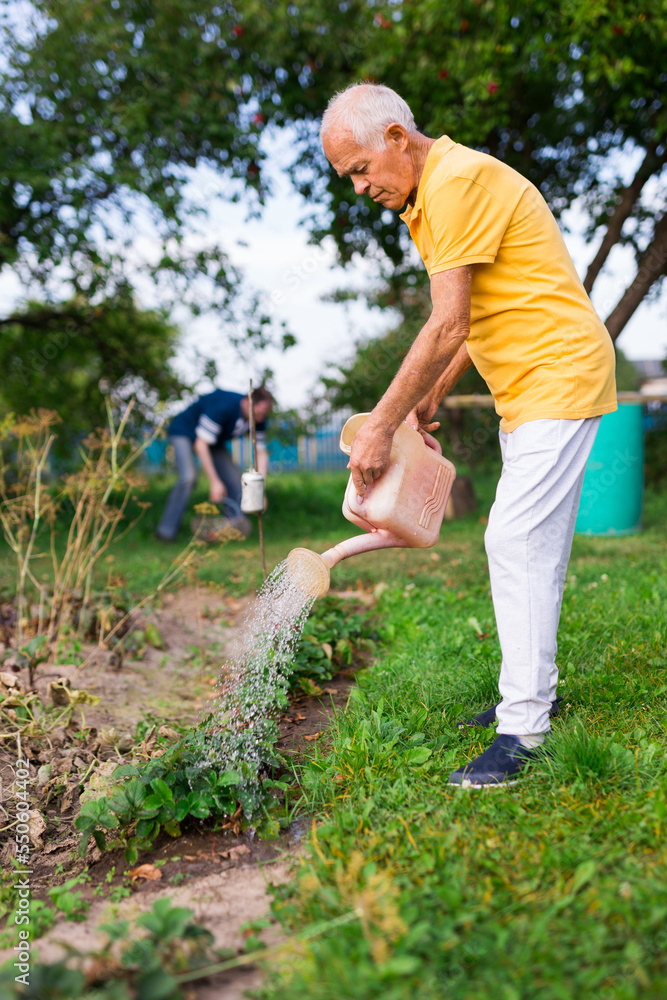 Senior man watering strawberry shrubs Senior man watering strawberry shrubs
