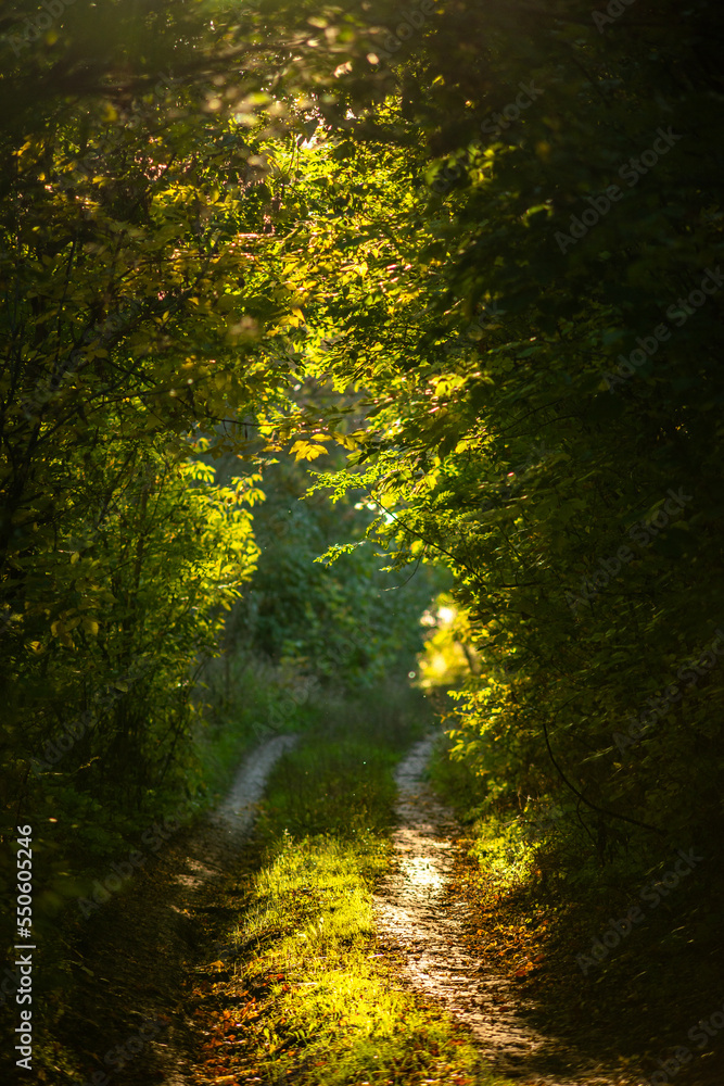 Obraz premium sunlight in the forest