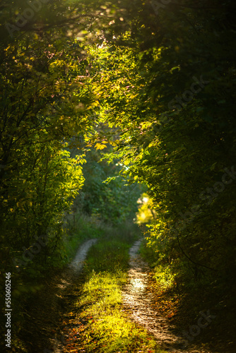 Fototapeta Naklejka Na Ścianę i Meble -  sunlight in the forest