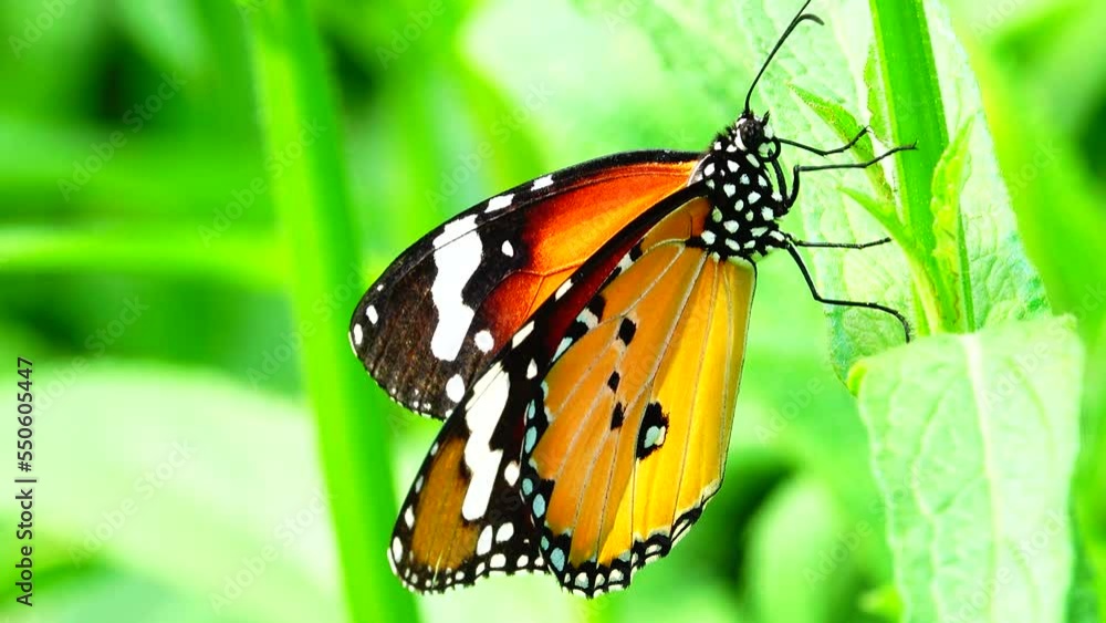 Thai beautiful butterfly on meadow flowers nature outdoor Thai beautiful butterfly on meadow flowers nature outdoor