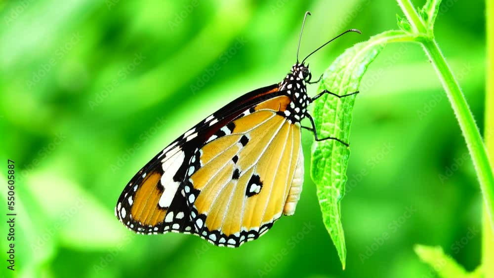 Thai beautiful butterfly on meadow flowers nature outdoor Thai beautiful butterfly on meadow flowers nature outdoor