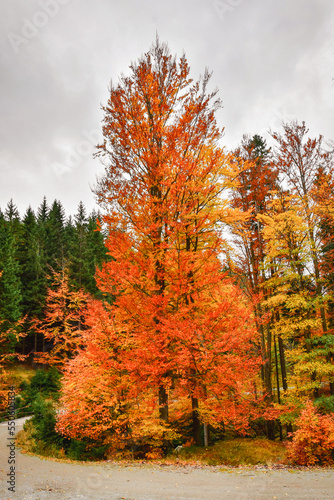 Golden autumn on a hiking trail, a forest with colorful trees by the path.