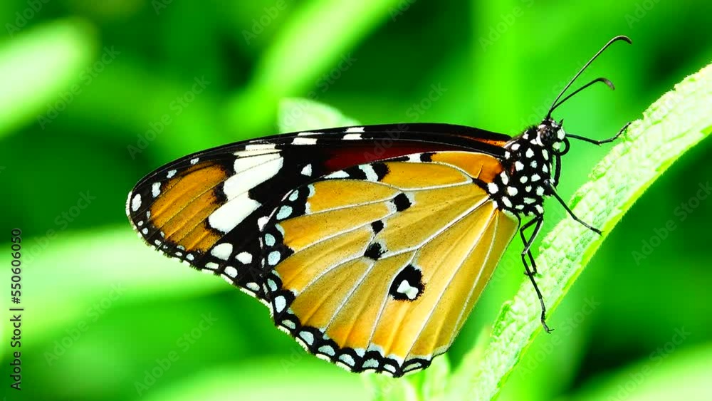 Thai beautiful butterfly on meadow flowers nature outdoor Thai beautiful butterfly on meadow flowers nature outdoor