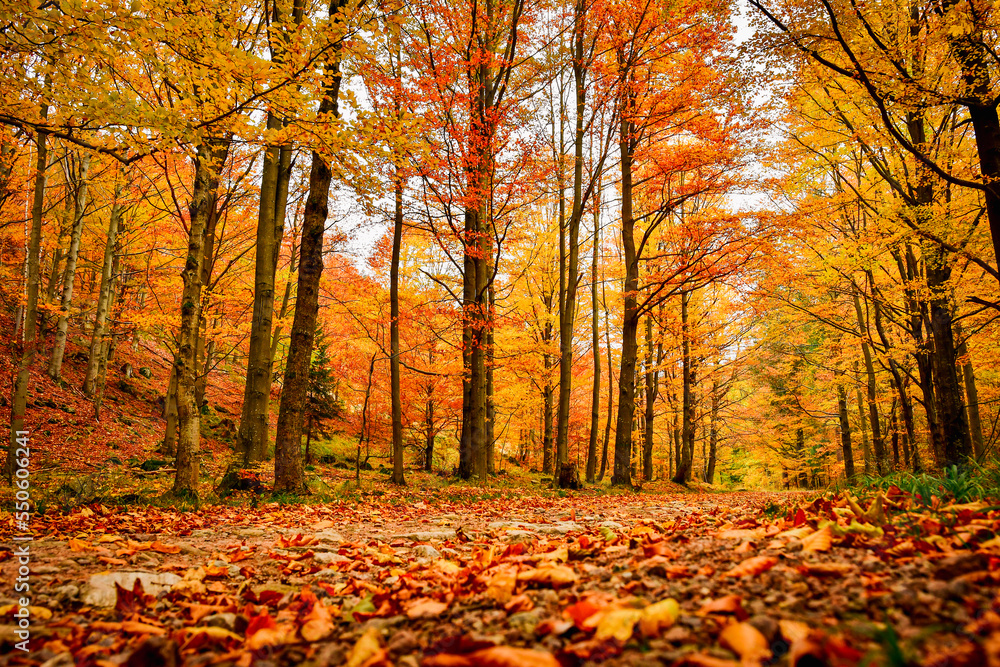 Fototapeta premium Golden autumn on a hiking trail, a forest with colorful trees by the path.