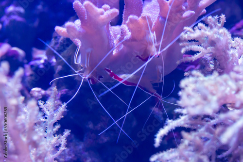 Skunk Cleaner Shrimp Lysmata Amboinensis, aka Scarlet cleaner Shrimp, Northern Cleaner Shrimp photo