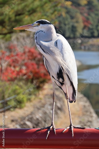近寄っても逃げないアオサギ
