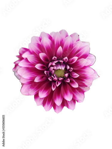 Pink dahlia isolated on white