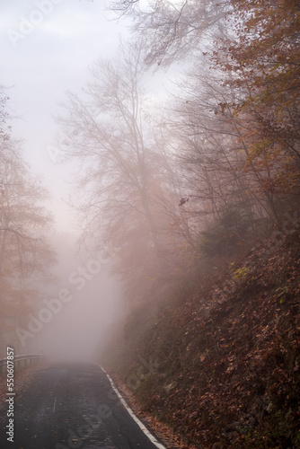 schmale straße im wald mit nebel und bäumen photo