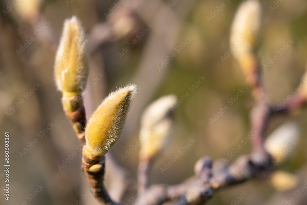 A closed magnolia bud emerging from a fluffy outer shell. The variety is Magnolia sulanja, a pink flower. Close-up, selective focus. Horizontal with more space for copying text A closed magnolia bud emerging from a fluffy outer shell. The variety is Magnolia sulanja, a pink flower. Close-up, selective focus. Horizontal with more space for copying text