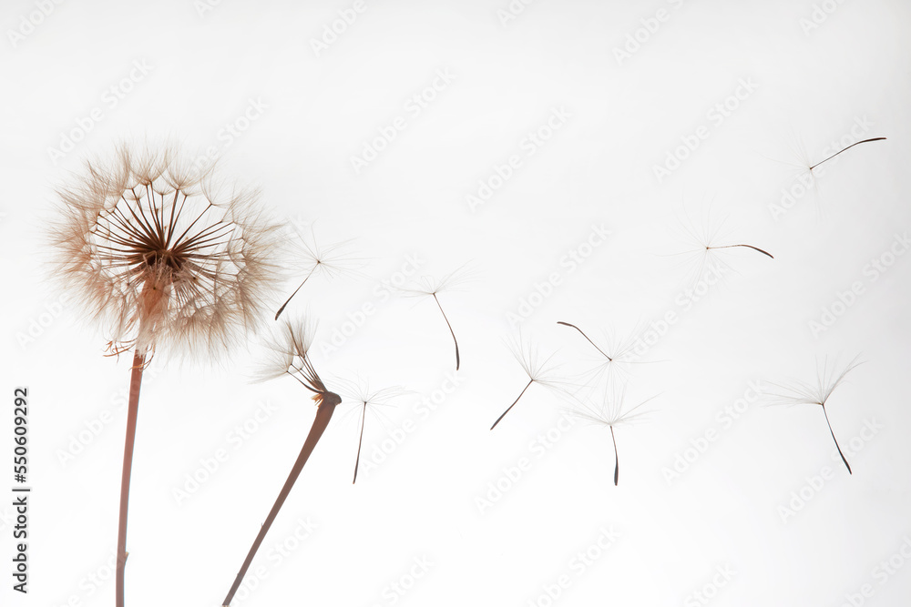 dandelion and its flying seeds on a white background dandelion and its flying seeds on a white background