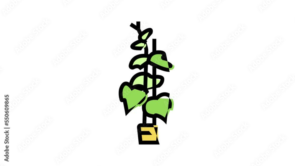 plant cucumber color icon animation plant cucumber color icon animation