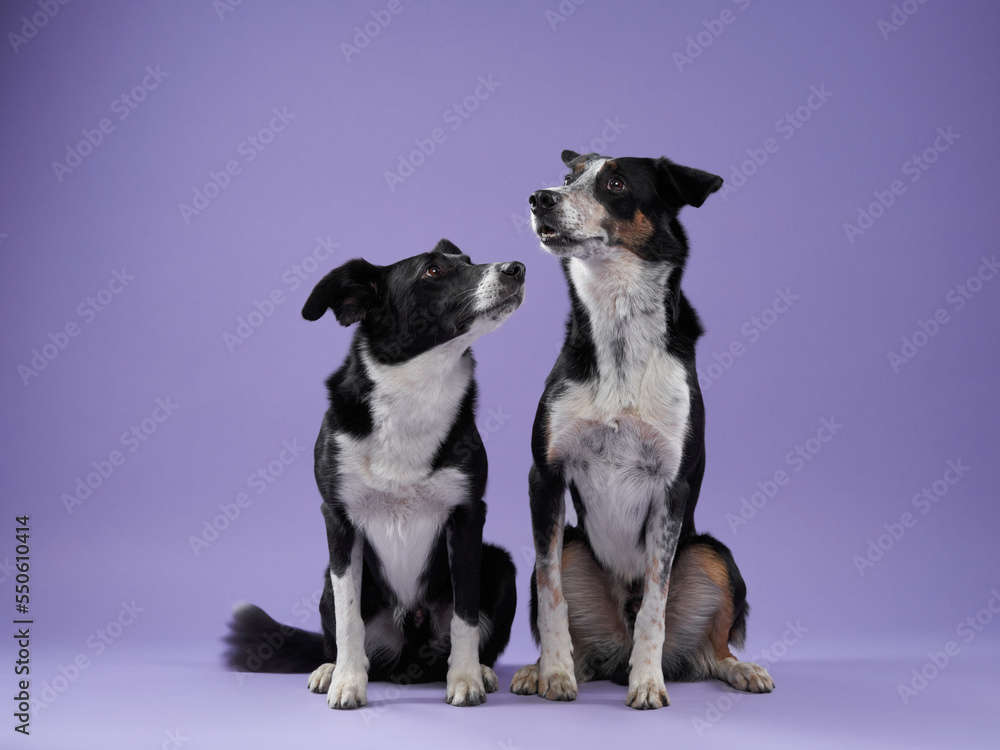 two dog play on purple background. Border collie dog with funny muzzle, emotion