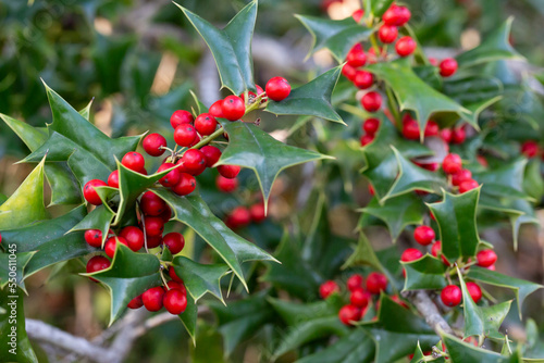 Cuadro en lienzo Bright holly berries on a bush close-up selective focus