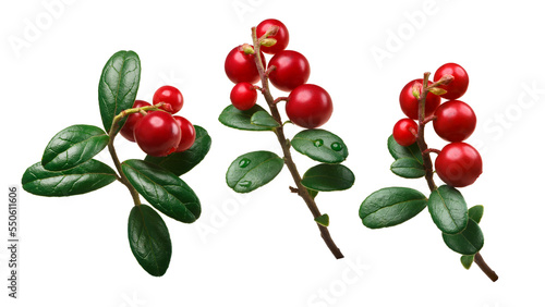 Foto Lingonberry vaccinium vitis-idaea isolated png