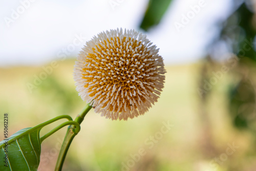 Beautiful Neolamarckia cadamba or Kodom flower with Blurry Background photo