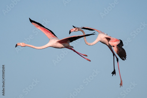 Pink flamingo of the circeo national park