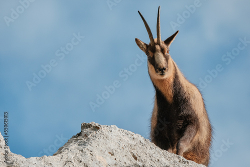 Chamois of the apennines central photo