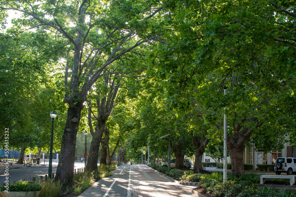 walkway down beautiful road covered with trees.  college campus with trees. 