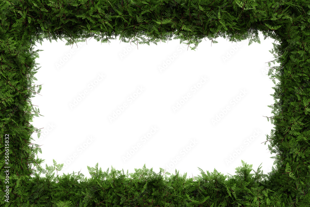 Green cypress leaves border isolated on transparent background - 3D Illustration Green cypress leaves border isolated on transparent background - 3D Illustration