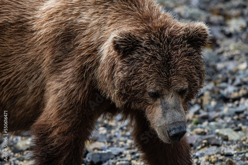 Wallpaper Mural Kopfportrait eines Grizzly Bären Torontodigital.ca
