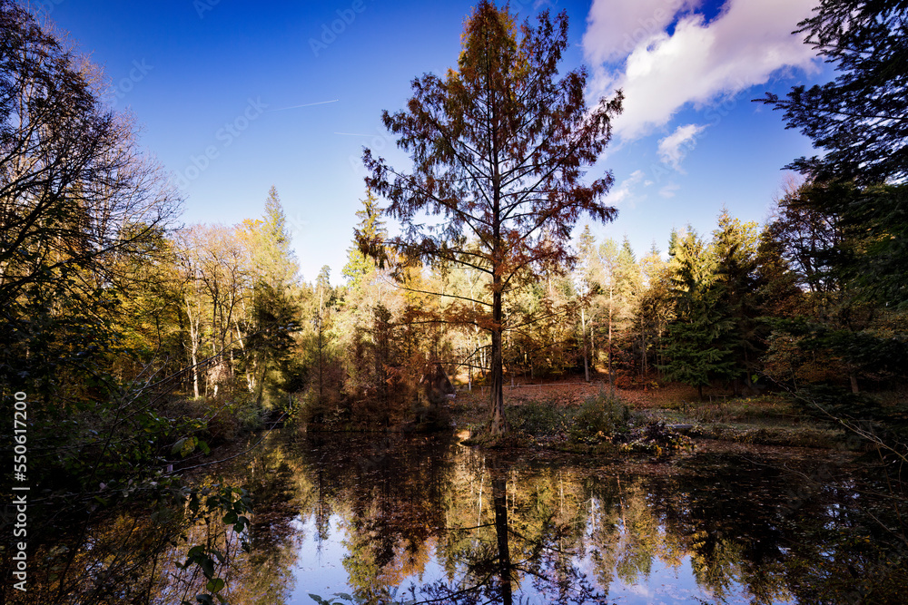 small pond in the forest
