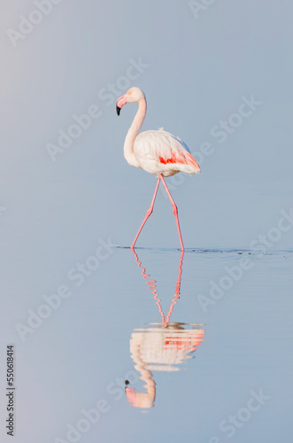 Parc de la Camargue, Flamant rose 