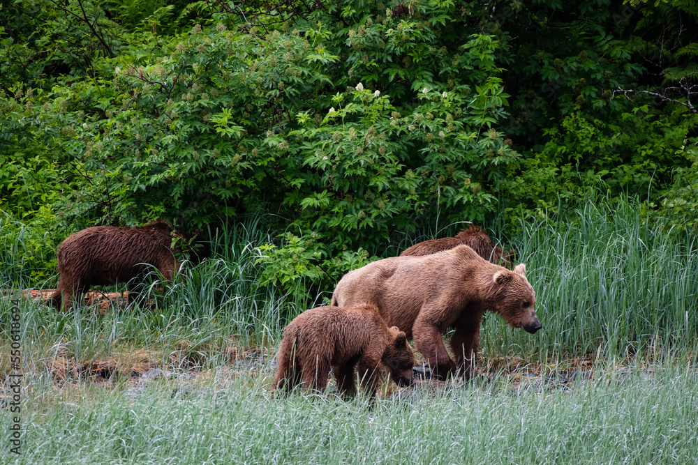 Eine Grizzly-Bärenmutter mit drei Jungen an der Küste von Katmai, Alaska Eine Grizzly-Bärenmutter mit drei Jungen an der Küste von Katmai, Alaska